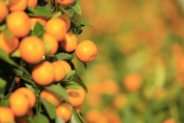 Mandarin oranges grow on tree