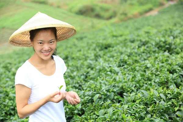 Young asian woman picking tea leaves