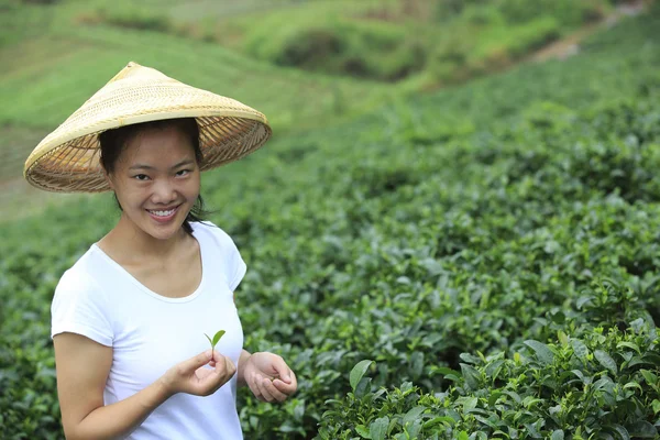 Asian woman picking tea