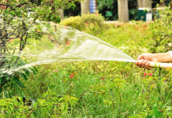 Gardener with watering hose