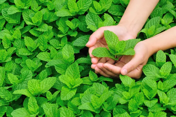 Young woman hands protect mint plant