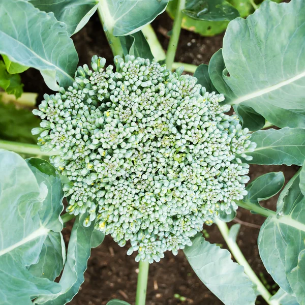Young broccoli growing on the vegetable bed