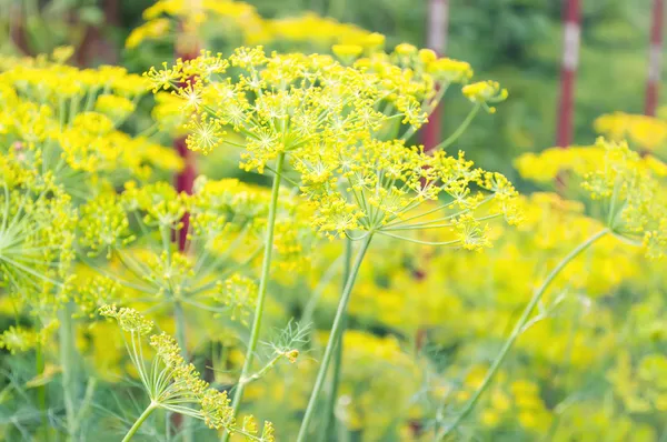 Dill. flowers of dill