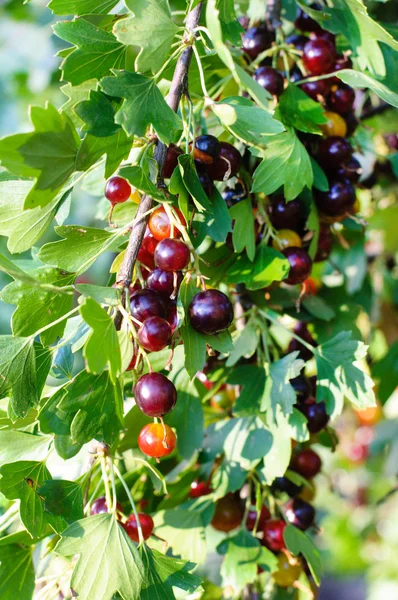 The jostaberry (lat. Ribes x nidigrolaria) is a cross fruit bush