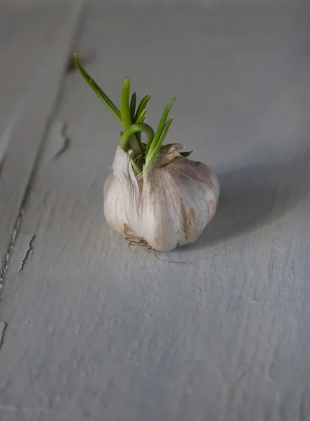Sprouting fresh garlic with the green arrows