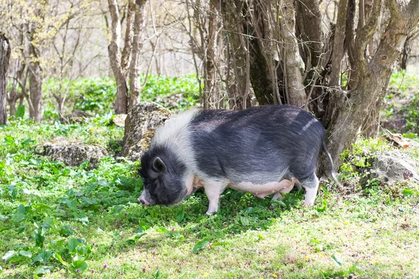 Dark spotted pig in the forest among the trees