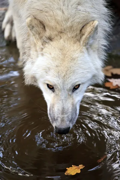 White wolf drinking water