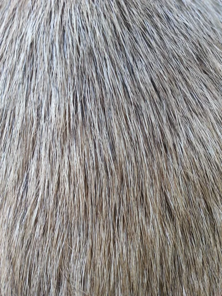 Close up picture on the animal fur,