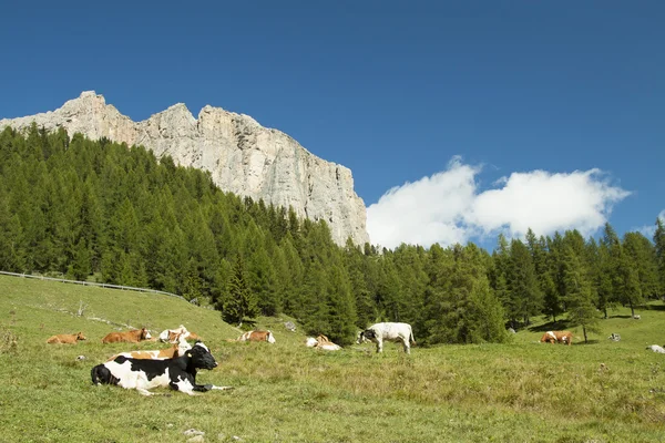 Cows in transhumance
