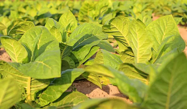 Growing tobacco on a field in Poland