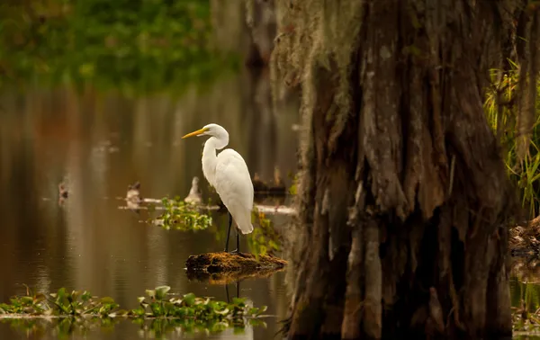 Great Egret (Ardea alba)