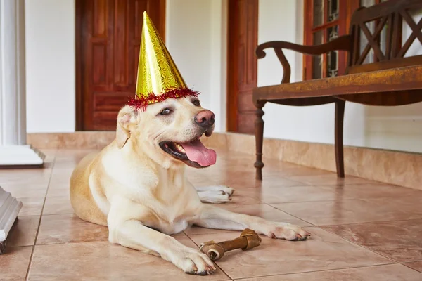 Dog birthday party