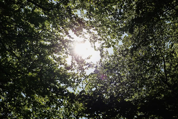Sun through the trees