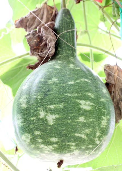 Green Chinese winter melon.
