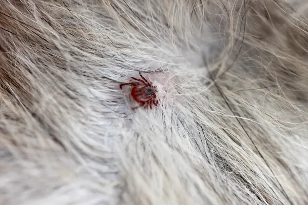 Close up the dog ticks.