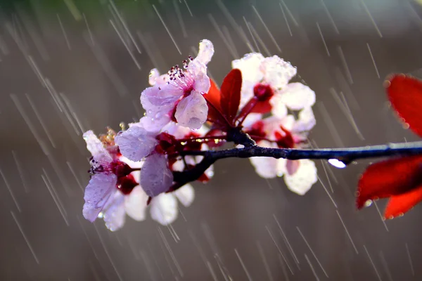 Fresh spring flowers blooming in the rain