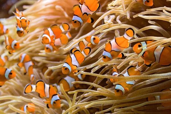 Clownfishes