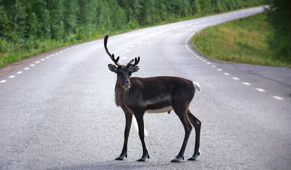 Deer on the road.