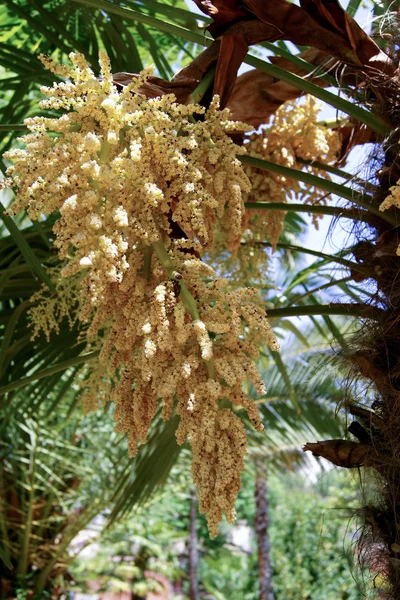 Flowering palm