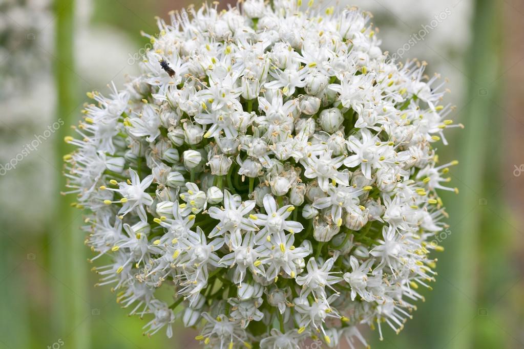 Oignon blanc fleur gros plan — Photographie panama7 © 29062313