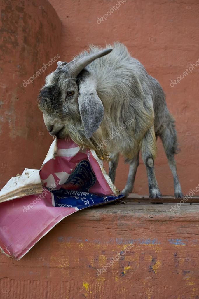 Goat eating paper in sacred city Varanasi, India — Stock Photo