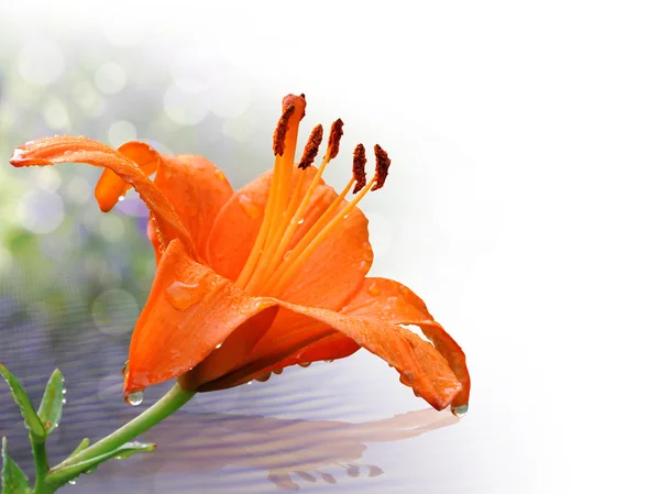 Orange lily in close-up with water drops