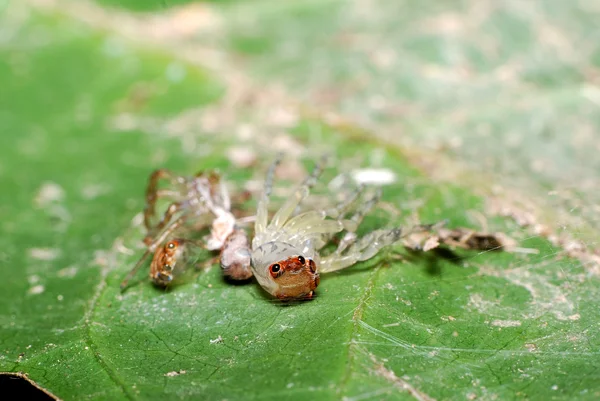 Jumper spider shedding skin