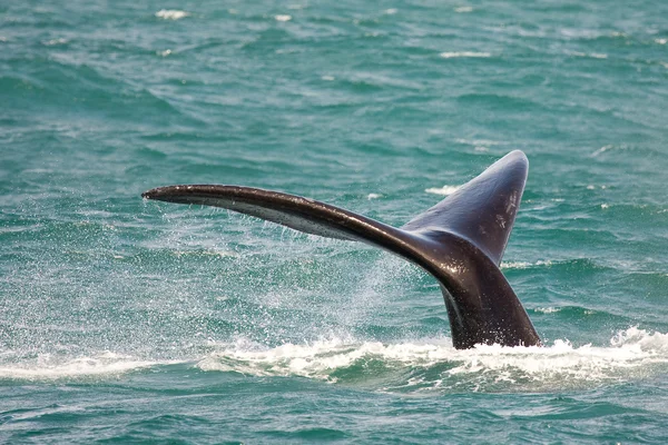 Southern right whale