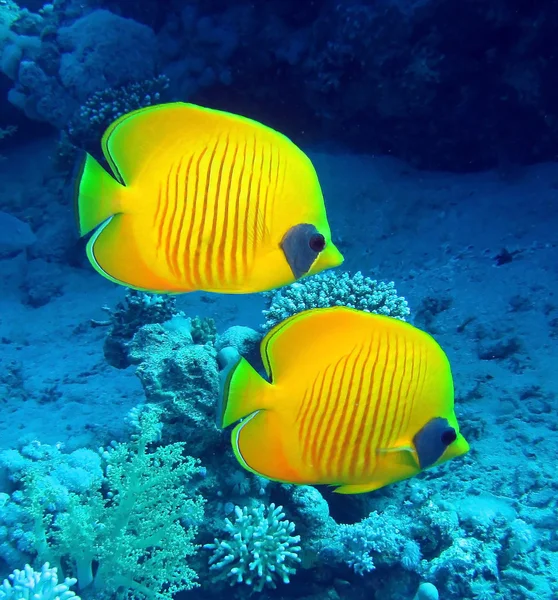 Masked butterfly fish