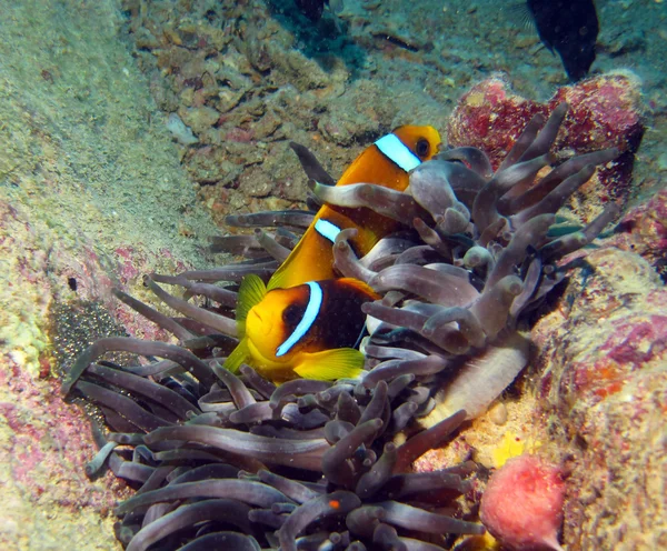 Red Sea clown fish