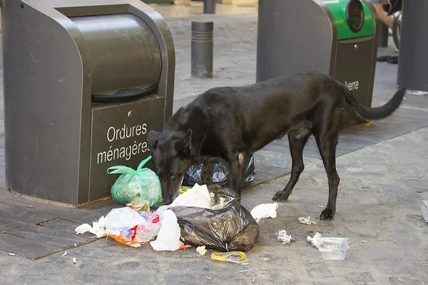Dog eating litter
