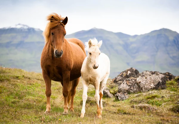 Funny horses in the fields of Iceland