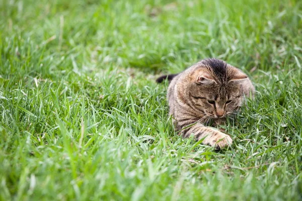 Cat playing in the green grass
