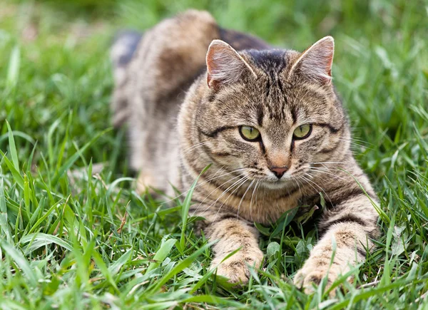 Cat playing in the green grass