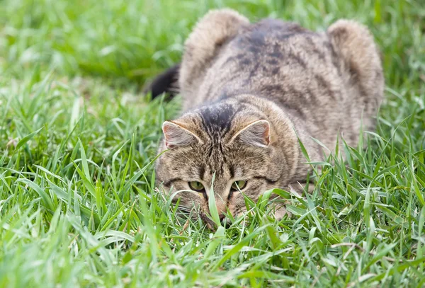 Cat playing in the green grass