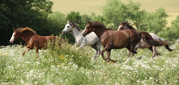 Batch of horses running in flowered scene