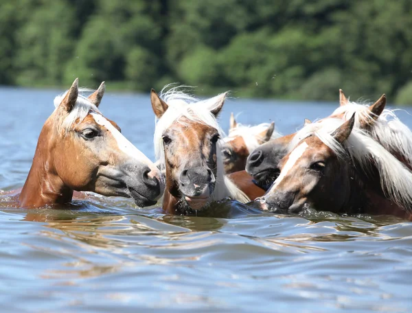 Batch of chestnut horses swimming in water
