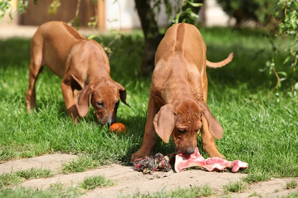 Puppies with fresh bone