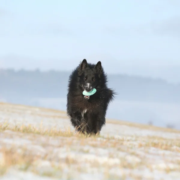 Six years old Groenendael running with its toy in winter