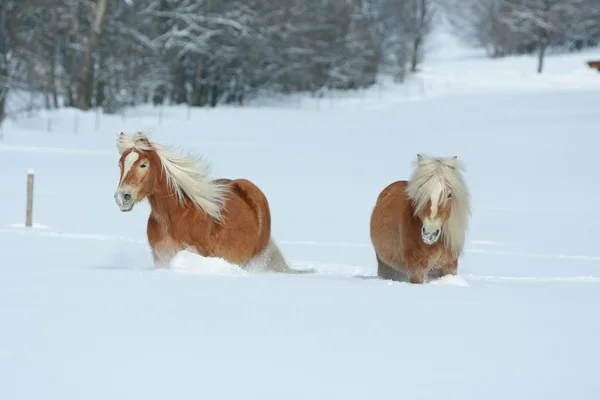 Two beautiful haflingers with long mane moving together in a lot