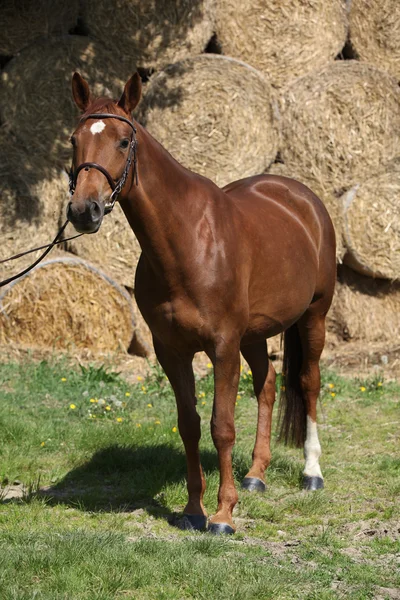 Nice brown horse with white star on head