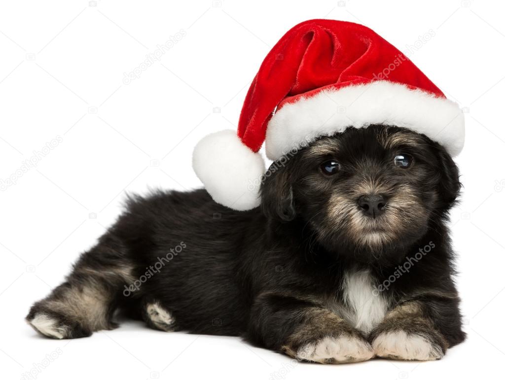 cute christmas havanese puppy dog with a santa hat stock cute christmas havanese puppy dog with a santa hat stock