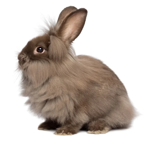 A sitting chocolate lionhead bunny rabbit