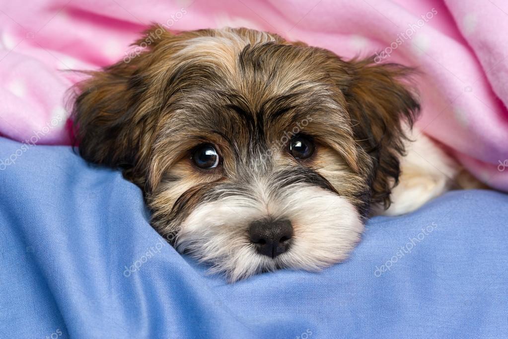 Cute tricolor Havanese puppy dog is lying in a bed — Stock Photo