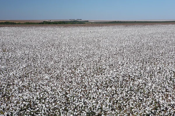 Cotton fields