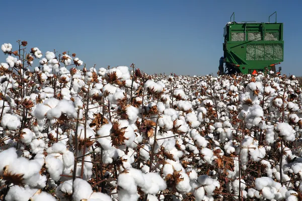 Cotton fields