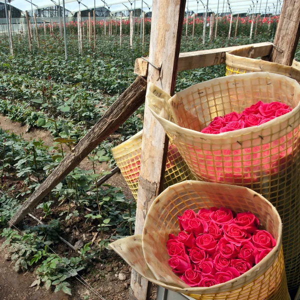 Roses Harvest, Cayambe, Ecuador