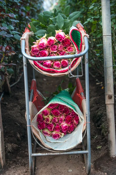 Roses Harvest, plantation in Ecuador