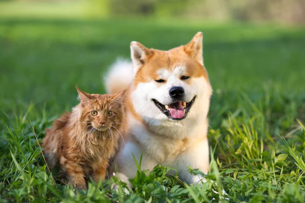 Dog and Cat. Friends