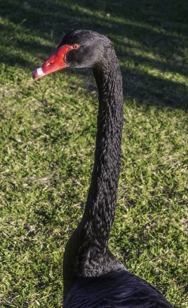 Black Swan in Perth Western Australia
